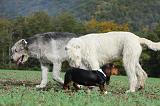 IRISH WOLFHOUND & BASSET HOUND 057